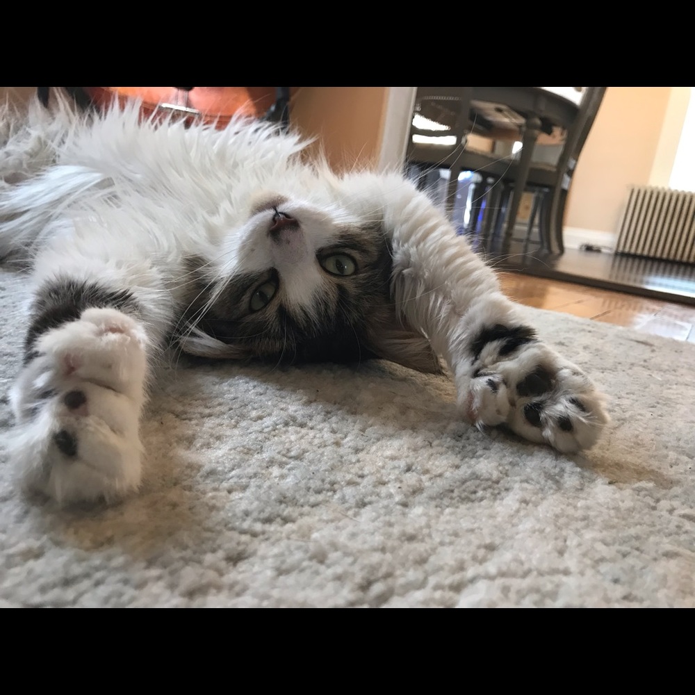 Meet your Posher, Nicole